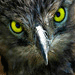wildlife's Avatar
