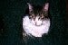 jimmycat's Avatar