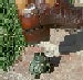 frogstomper's Avatar