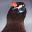 WillowPtarmigan's Avatar