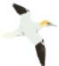 Gannet AME's Avatar