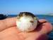 nicoyenny's Avatar
