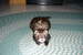ferret dad's Avatar