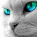 the-cat007's Avatar