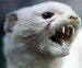Stoats's Avatar