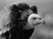 tushev's Avatar