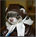 E_ferret's Avatar