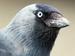 Jackdaw's Avatar