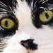 spagoziak's Avatar