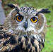 OwlPic's Avatar