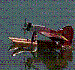 Waterbug's Avatar