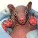 cold wombat's Avatar