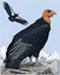 California Condor's Avatar