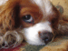 clarebanner's Avatar