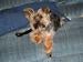 tobydogs's Avatar