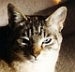 neon the cat's Avatar