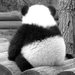 irononreverse's Avatar