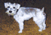 Bandit at Two's Avatar