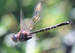 odonata's Avatar