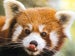 RedPanda's Avatar
