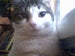 Silent's Avatar