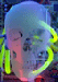 Cranium's Avatar