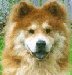 Wile E's Avatar