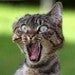 ViperR's Avatar