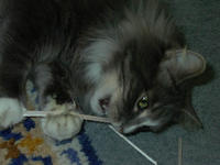 Name: Baldrick likes Balsa.jpg
Views: 224
Size: 55.1 KB
Description: 