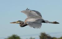 Name: great-blue-heron-flying.jpg
Views: 726
Size: 30.3 KB
Description: Hopefully the feet are far enough back to make effective twin rudders.