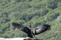 Name: 800px-California-condor.jpg
Views: 182
Size: 66.6 KB
Description: A juvenile condor ... as adults the wingspan is 3M!