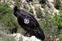 Name: Numbered_condor.jpg
Views: 158
Size: 129.9 KB
Description: I've seen one as a kid at the Wild Animal Park and they are HUGE