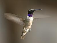 Name: Black-chinned hummingbird.JPG
Views: 202
Size: 40.8 KB
Description: 
