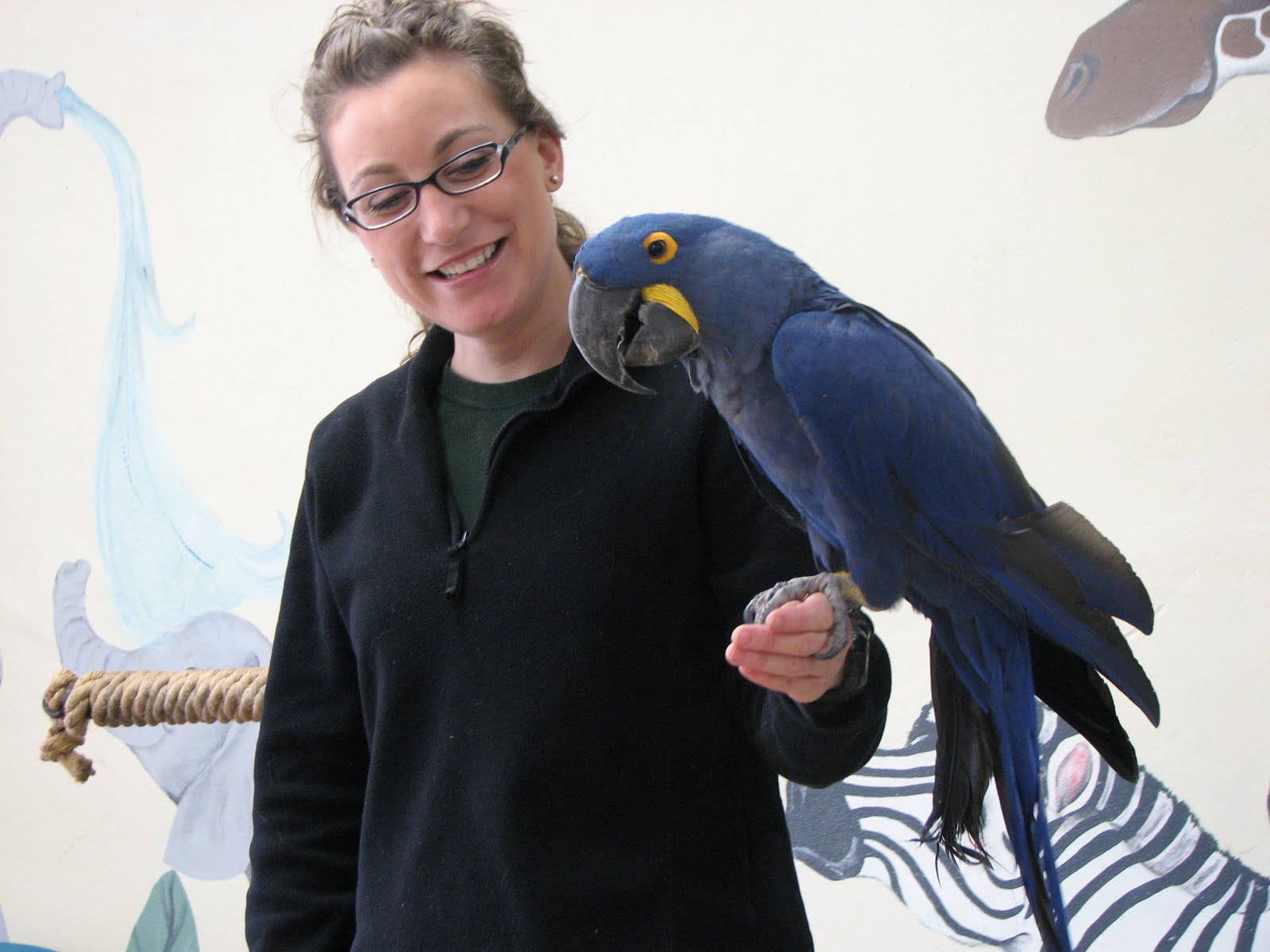 Honey/Major Blue macaw, Birds, Macaw parrot