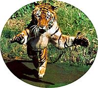 Name: Tiger 1.jpg
Views: 58
Size: 91.3 KB
Description: Bengal in attack mode
