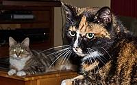 Name: cats on tables (1 of 1) (609x381).jpg
Views: 144
Size: 150.4 KB
Description: Nutmeg (RIP) & Ginger (in back)