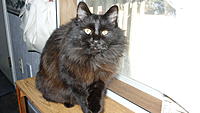Name: Red, 1-15.jpg
Views: 197
Size: 567.7 KB
Description: Red, so named for the streaks of red in her coat.  Adamantly demanded food suddenly on our porch last summer and I could see she'd been nursing.  A few days later, she moved her little family to our yard.  Patient, loving to all of us.