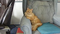 Name: mumbles classic.jpg
Views: 236
Size: 573.9 KB
Description: Mumbles, our first arrival in 2008.  She had huge mats in her side fur and I was slowly able to coax her into letting me tend her.  She had been declawed and spayed already.  Still with us and a very loyal member of our little family.