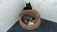 Name: 1-04-16 006.jpg
Views: 156
Size: 459.8 KB
Description: Coy in the kitty bed, Tinker Bell overviewing.
