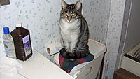 Name: 1-07-16 001.jpg
Views: 142
Size: 451.4 KB
Description: Cuddles (aka Cheetah) on her frequent perch atop the spare bathroom commode water tank as of about two weeks ago.