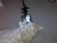 Name: IMG00016.jpg
Views: 303
Size: 78.0 KB
Description: Catzilla eats King2