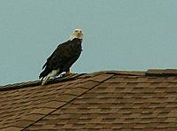 Name: Eagle on roof.jpg
Views: 410
Size: 127.7 KB
Description: My friend the eagle
