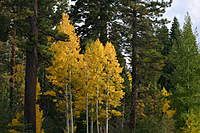 Name: IMG_7449.jpg
Views: 253
Size: 138.3 KB
Description: Quaking Aspens