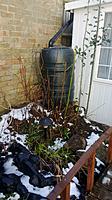 Name: butt.jpg
Views: 373
Size: 154.1 KB
Description: The rainwater is recycled and used in the garden