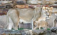 Name: Lioncubs-2.jpg
Views: 460
Size: 111.9 KB
Description: 