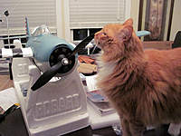 Name: Power10_04.jpg
Views: 341
Size: 48.6 KB
Description: My cat, Tiger, inspecting my work. The is the T-28 Prop that's mounted on the Wildcat.