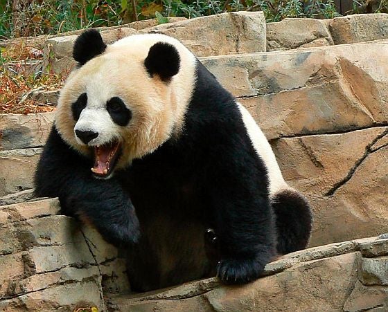 a3706486-160-laughing-panda.jpg