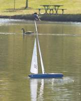 Name: 11-11-07 Sail (7).jpg
Views: 1670
Size: 66.3 KB
Description: Kingfisher getting a free ride.