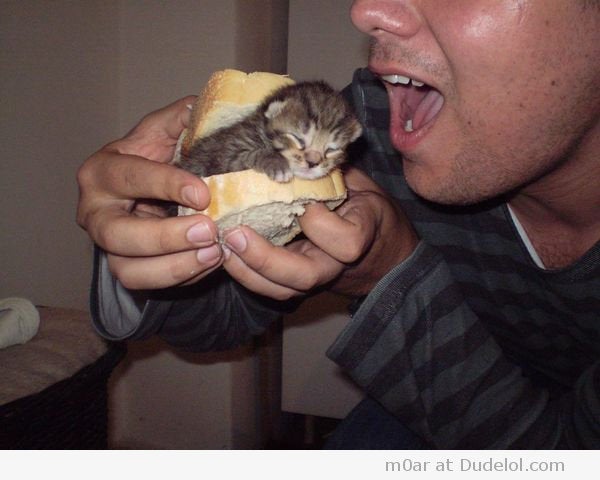 a4993321-95-kitten-sandwich.jpg