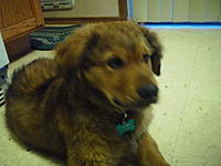 Name: SAM_0321.jpg
Views: 104
Size: 188.2 KB
Description: Chewie